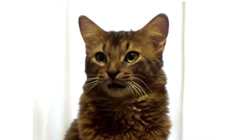 Difference Between Kitten and Cat Food for Healthy Growth and Aging