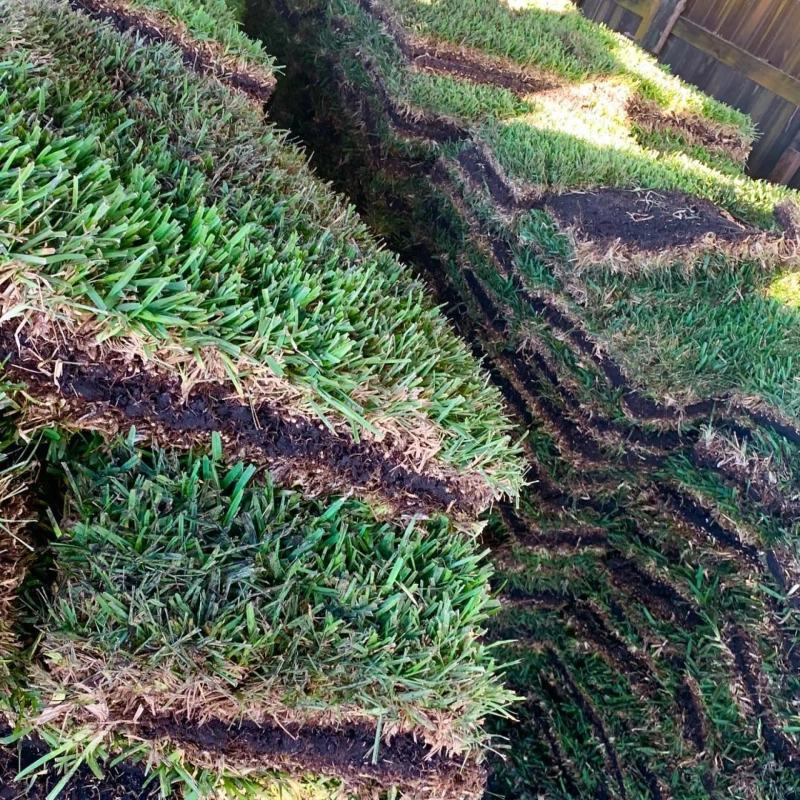The Beauty of Palmetto St. Augustine Grass and the Allure of Empire Zoysia