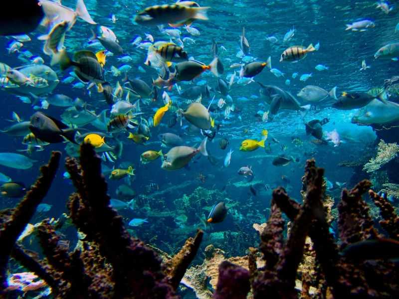Quelle vie marine peut-on observer à Pointe Manta Bali Nusa Penida ?
