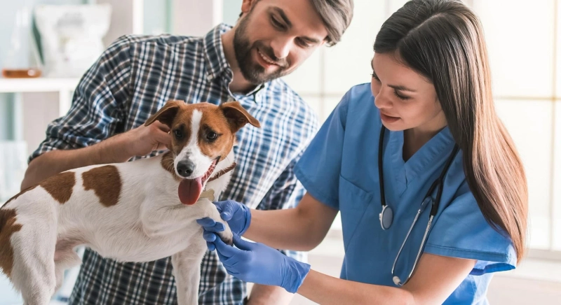 In the monitoring and treatment of animal disorders, Veterinary Equipment and Disposables are crucial.
