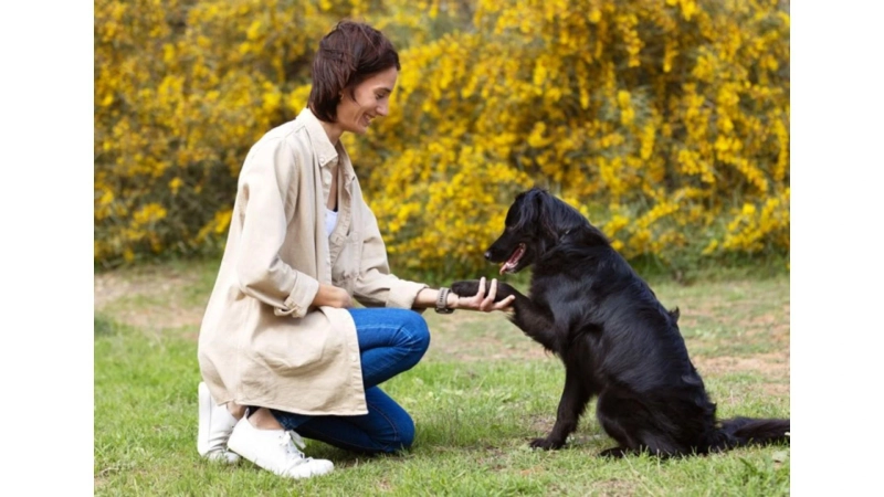 What Causes Dog Aggression? How Edmonton Trainers Correct Behaviors Safely