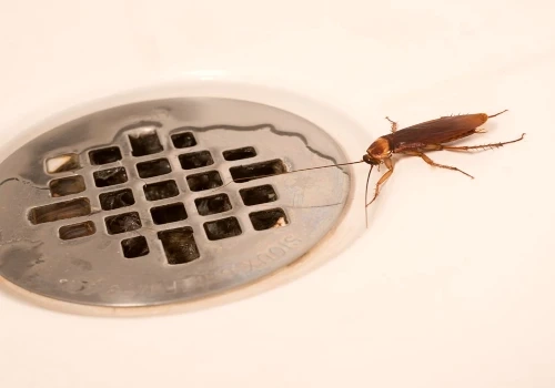 Essential Reasons Why You Should Invest in Cockroach Control