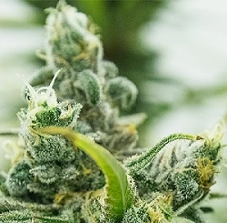 Cannabis Goals to Improve Your Experience This Year