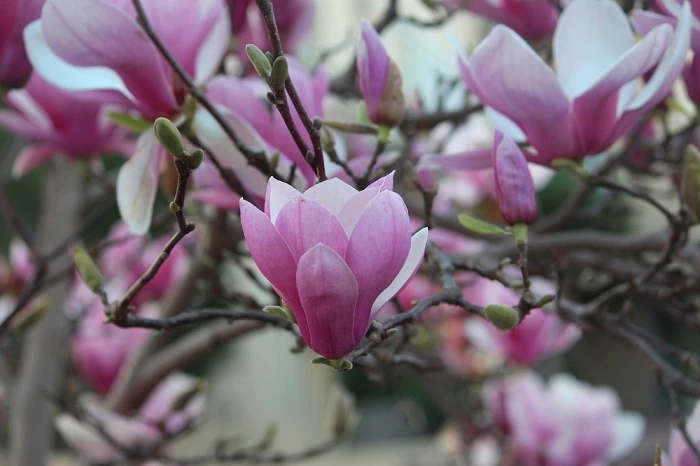 What Makes Magnolia Symbolism Unique Among Flowers?