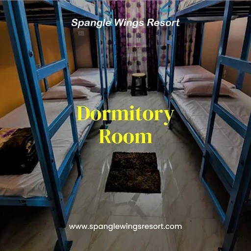 The Best Plants for Dormitory Rooms to Boost Your Mood