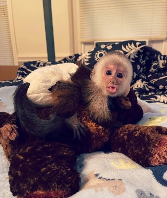 Everything You Should Know About Socialized Capuchin Monkeys