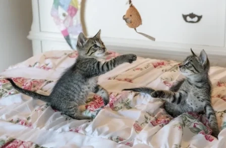 Gagging In Cats May Be Caused By Certain Factors In Their Immediate Environment