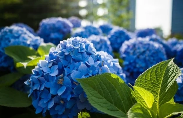 Blue Summer Flowers