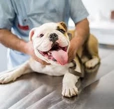 Animal Clinic Michigan City: Committed Support to Pet Clinic at Each Life Stage