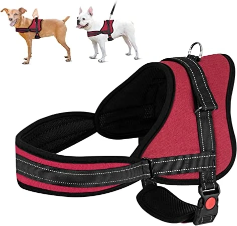 Buddy Harnesses for Pet Safety and Bonding