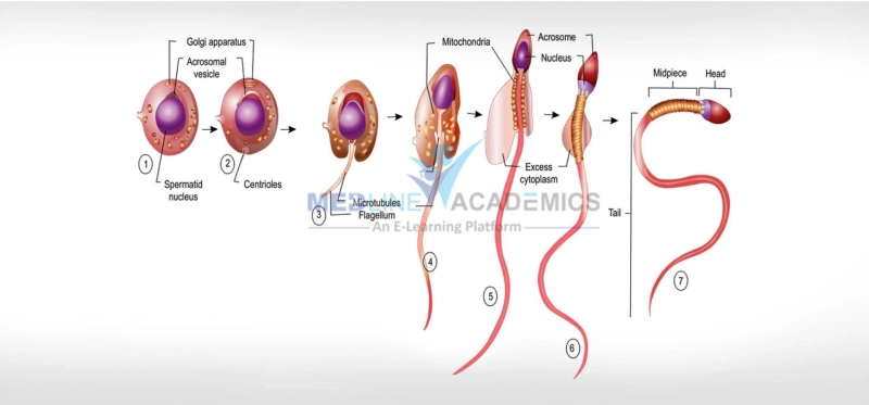 Basic and Advanced Andrology Courses in Bangalore by Medline Academics