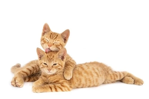 Top Cat Shelters to Find Cat Adoption Near Houston, TX