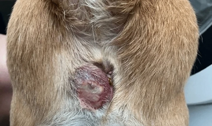 Scooting In Dogs: A Blocked Anal Sac Is A Likely Culprit