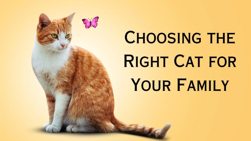 Choosing the Right Cat for Your Family