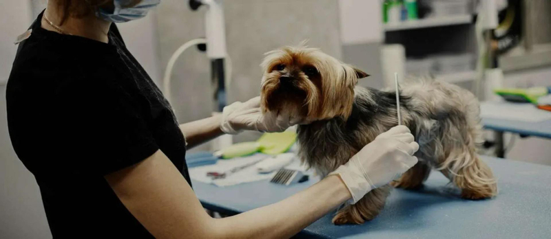 The Future of Pet Health Services in the USA: What Every Pet Owner Should Know?
