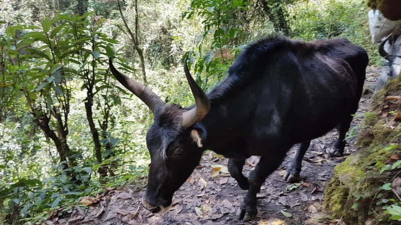 A Guide to Goechala Trek in Sikkim