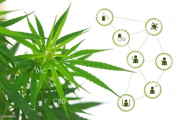 Hybrid Cannabis for Pain Management: An In-Depth Exploration