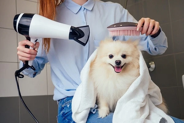 Why Dog Grooming is Essential for Your Pet?