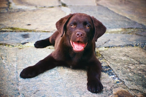 How Can a Good Orthopaedic Bed Benefit Your Dog's Health?