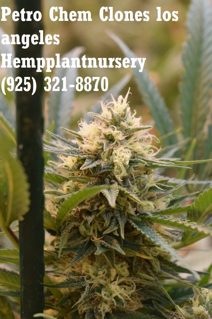Gmo Cookies Clones los angeles Hempplantnursery
