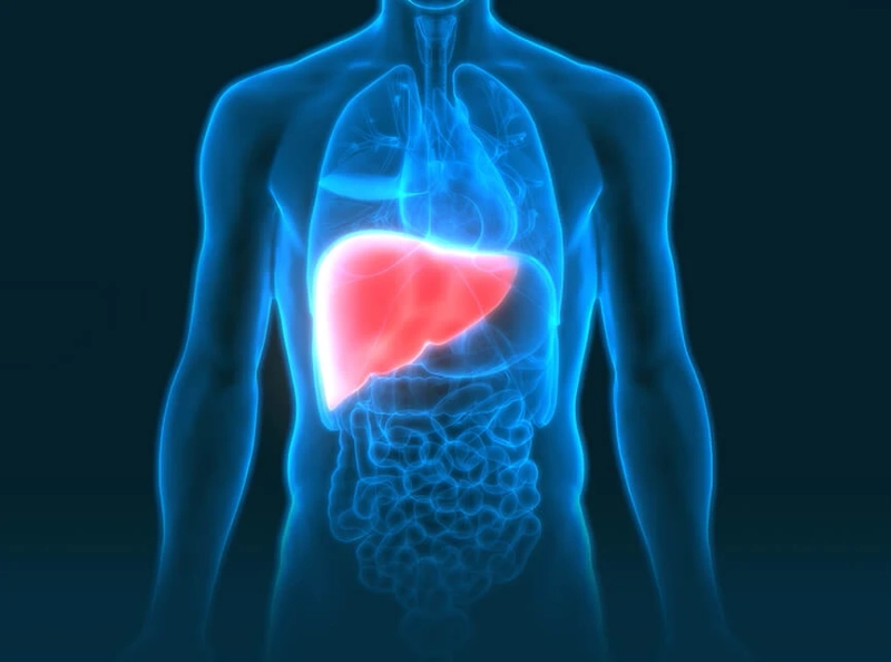 What Will Be The Life After Liver Transplant?