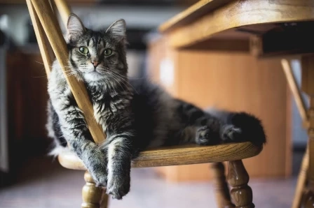 Why Do Cats Knead Their Owners With Their Claws?