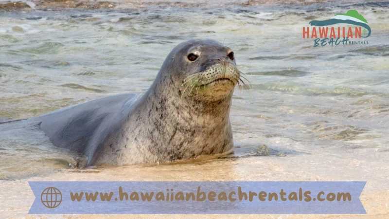 Seal of the Hawaiian Monks