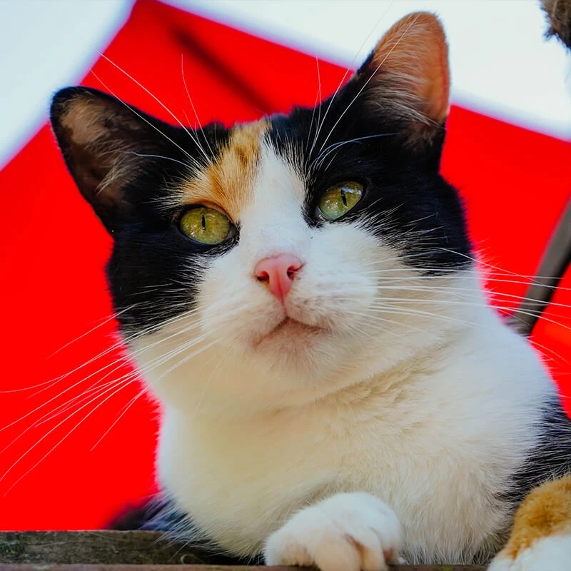 Beyond Borders: The Importance of Professional International Pet Transport