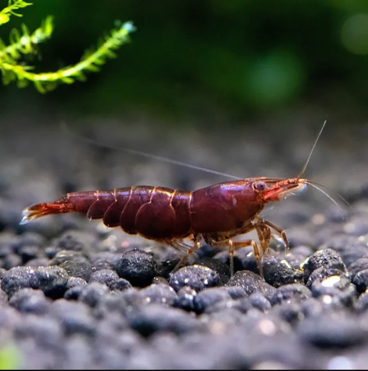 Why Chocolate Brown Shrimp Are a Smart Choice for Your Aquarium?