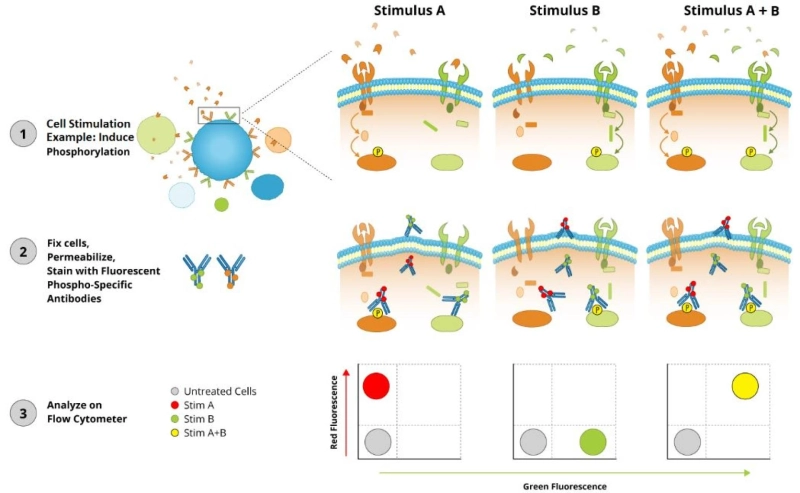 Flow Cytometry: A Guide to Understanding the Basics