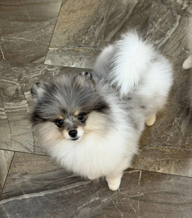 What Sets A Reputable Local Pomeranian Breeder In Washington Apart?