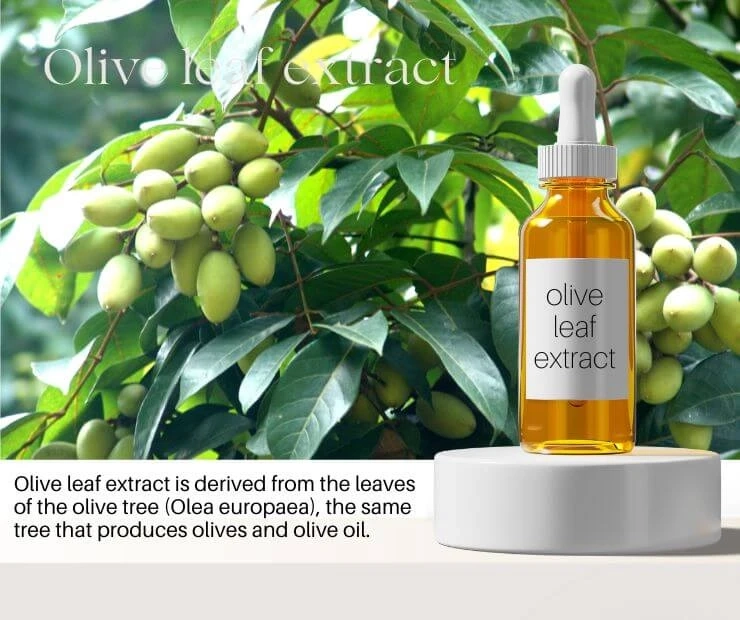 What is brief overview of olive leaf P.E.?