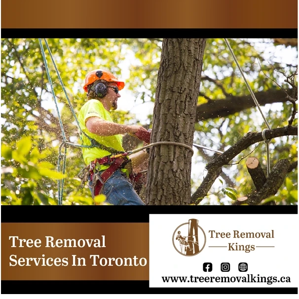 Hire Tree Stump Removal Service in GTA