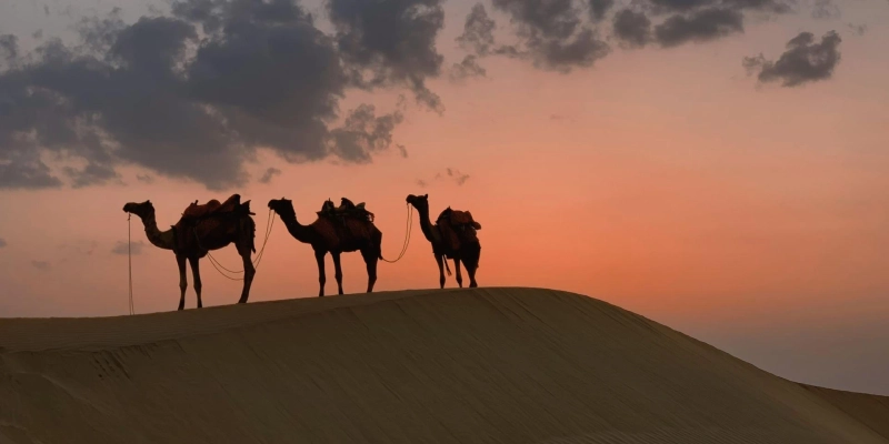 Morocco Tours That Take You from Desert Dunes to Coastal Cities