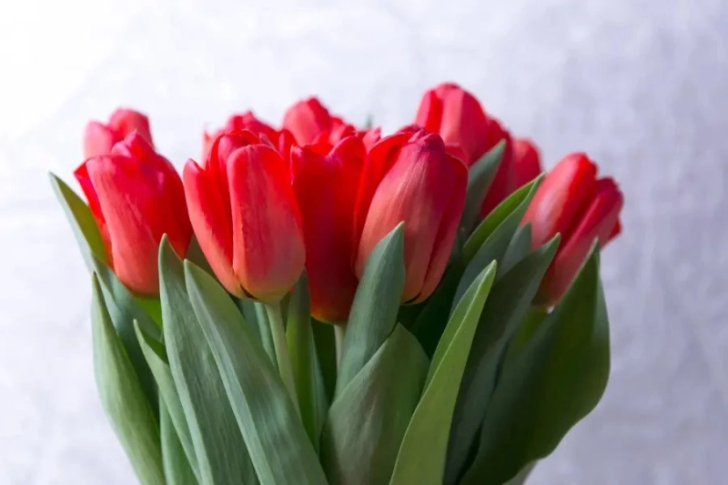 Each Tulip Color Has A Meaning