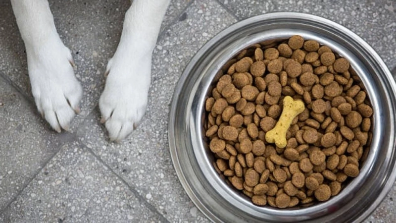 Nutra Complete Dog Food: Nourishing Canine Lives One Bite at a Time