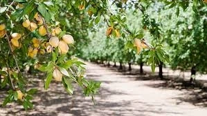 Almond Farming in India -A Venture to Grow Nutritious Nuts