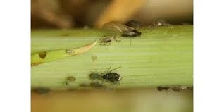 Pyrethroids Market Size, Share, Analysis and Forecast 2022-2027