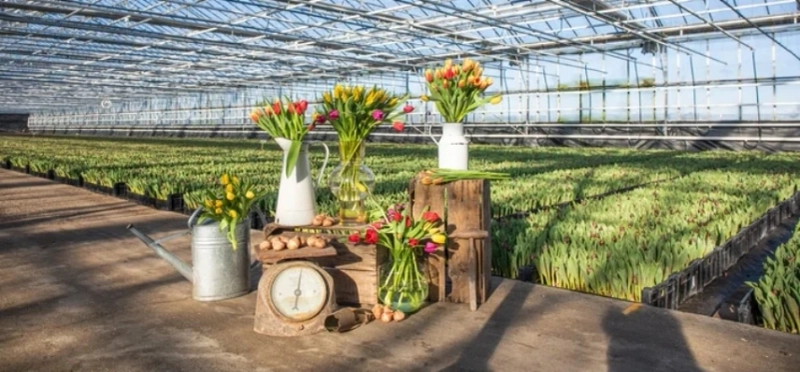 Pluukz maakt Moederdag 2025 extra bijzonder met bloemen bezorgen