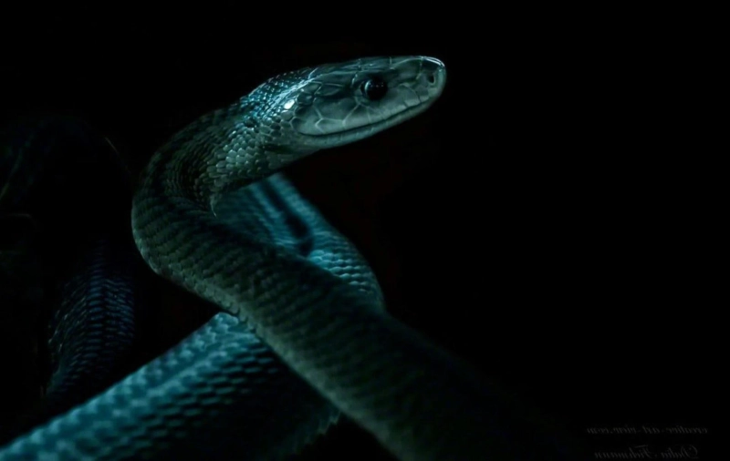 Dark Snake Gang: All you need to know about Dark Snake Gang