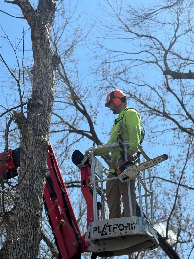 Why Ignoring Tree Issues Can Ruin Your Home’s Value