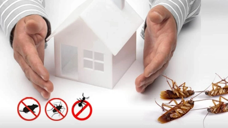 Top 10 Effective Pest Control Solutions for a Pest-Free Kanpur