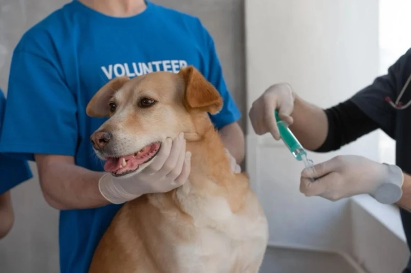 Why You Should Familiarize Yourself With Your Pet’s Medications