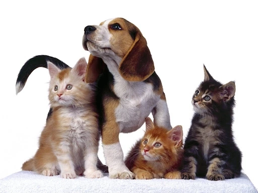 Pet Insurance Market Growth 2023 | Industry Share, Size and Forecast 2028