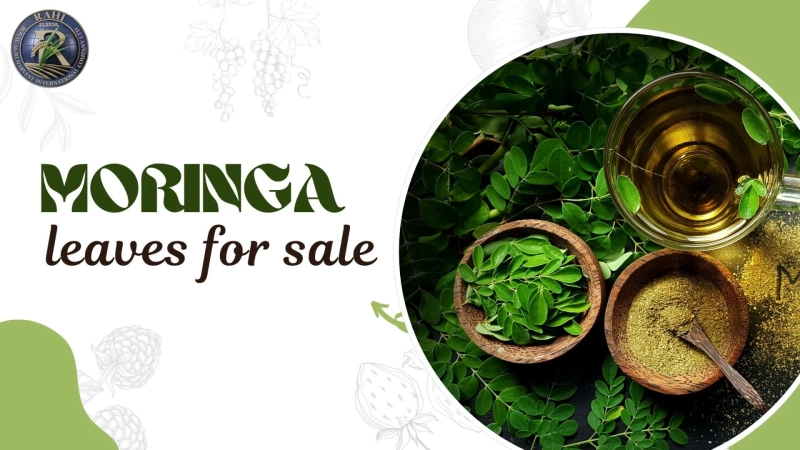 Moringa Leaves for Sale: How to Choose Fresh, Nutrient-Rich Leaves