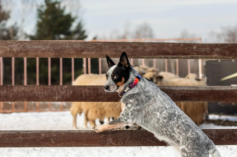 Paw-some Partnerships: How 