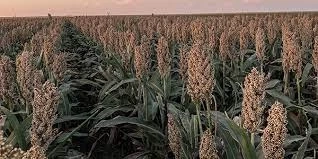 Sorghum By-Products Market 2021| Sales, Size, Trends, Region, Share, Growth And Industry Forecast