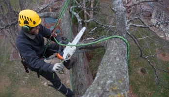 The Complete Guide to Stump Grinding: What You Need to Know