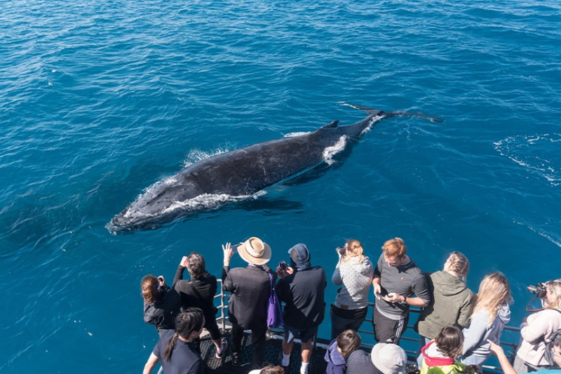 Sydney's Fin-tastic Whale Watching Adventures - Cruise, And What To Expect!