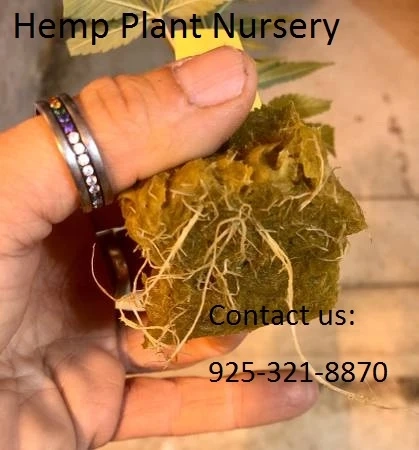 Peanut Butter Breath  los angeles Hempplantnursery